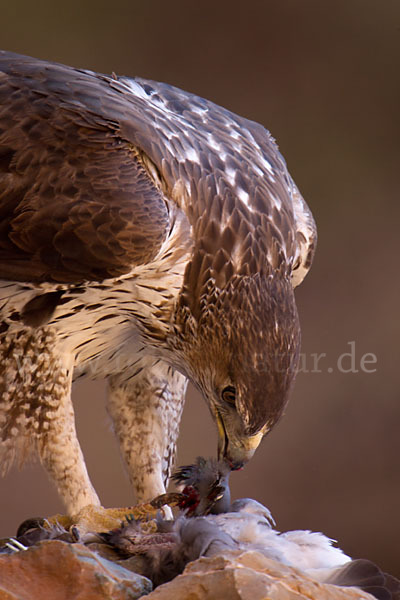 Habichtsadler (Aquila fasciata)