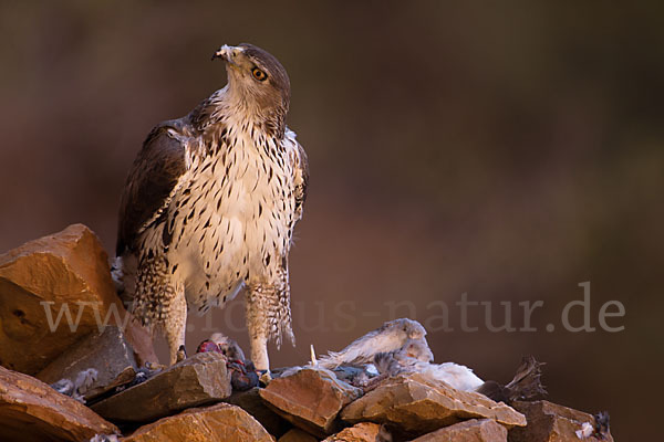 Habichtsadler (Aquila fasciata)