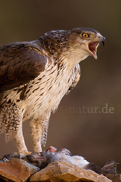 Habichtsadler (Aquila fasciata)