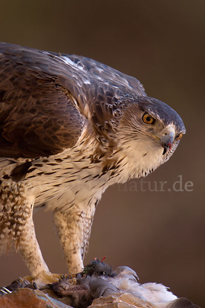 Habichtsadler (Aquila fasciata)