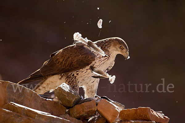 Habichtsadler (Aquila fasciata)