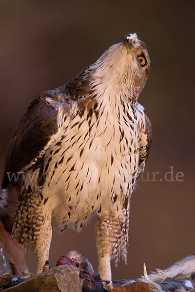 Habichtsadler (Aquila fasciata)