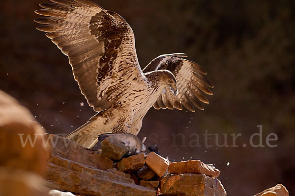 Habichtsadler (Aquila fasciata)