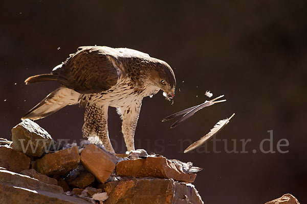 Habichtsadler (Aquila fasciata)