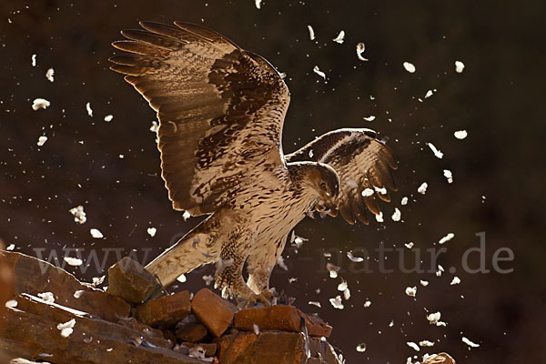 Habichtsadler (Aquila fasciata)