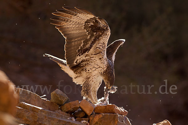 Habichtsadler (Aquila fasciata)