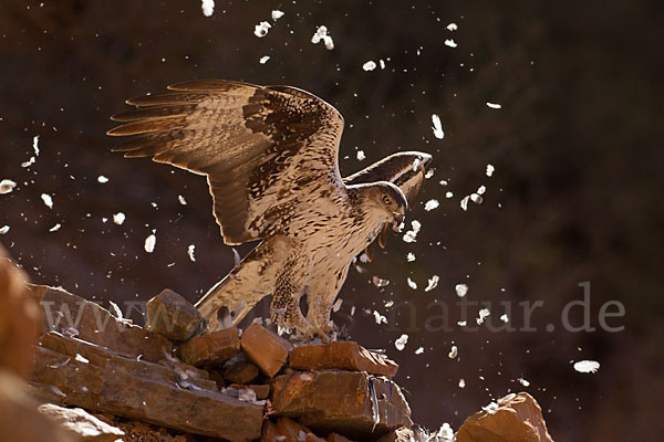 Habichtsadler (Aquila fasciata)