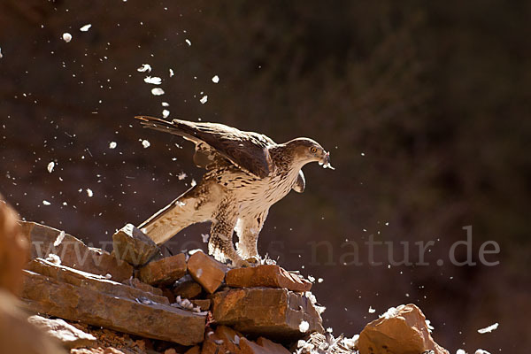 Habichtsadler (Aquila fasciata)