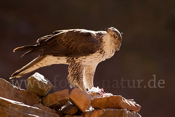 Habichtsadler (Aquila fasciata)