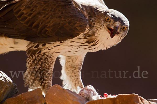 Habichtsadler (Aquila fasciata)