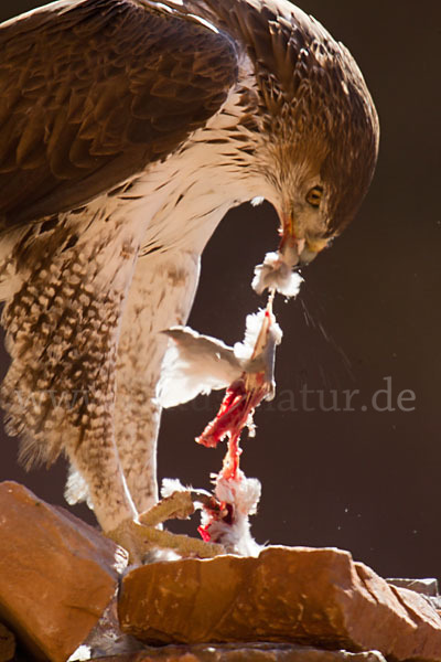 Habichtsadler (Aquila fasciata)