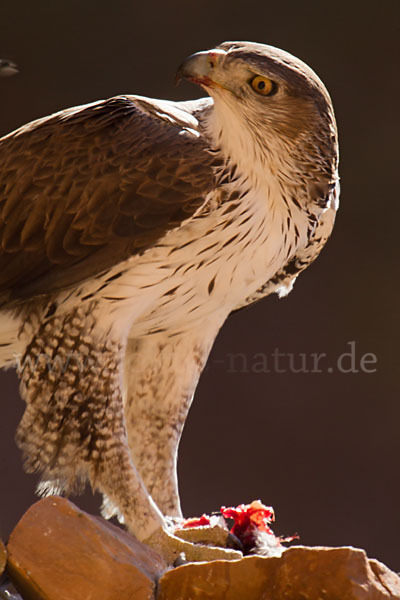 Habichtsadler (Aquila fasciata)