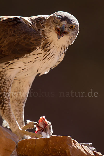 Habichtsadler (Aquila fasciata)