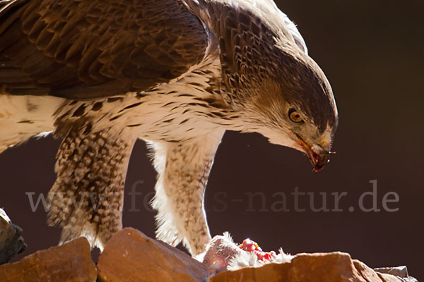 Habichtsadler (Aquila fasciata)
