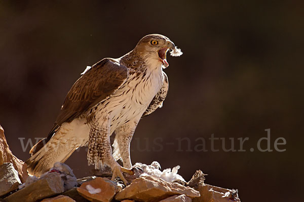 Habichtsadler (Aquila fasciata)