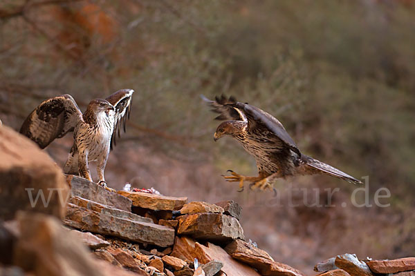 Habichtsadler (Aquila fasciata)