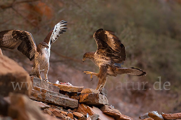 Habichtsadler (Aquila fasciata)