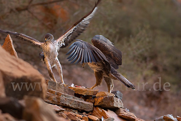 Habichtsadler (Aquila fasciata)