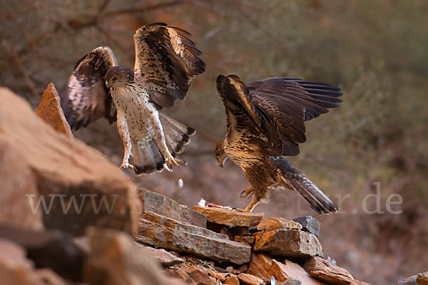 Habichtsadler (Aquila fasciata)