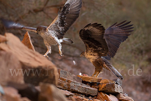 Habichtsadler (Aquila fasciata)