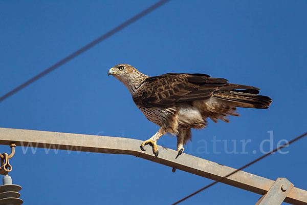 Habichtsadler (Aquila fasciata)