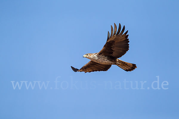 Habichtsadler (Aquila fasciata)