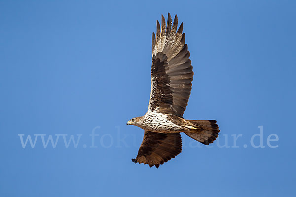 Habichtsadler (Aquila fasciata)