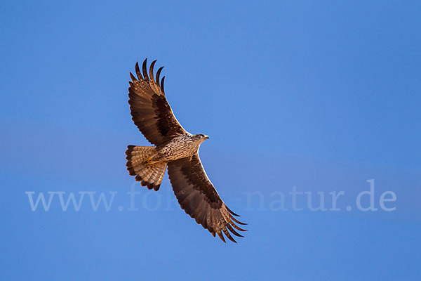 Habichtsadler (Aquila fasciata)