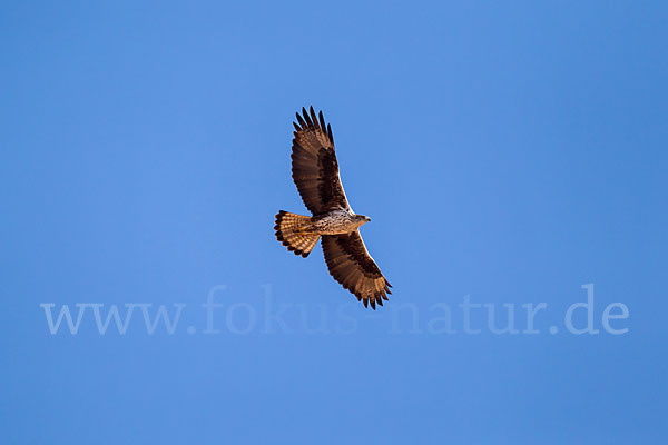 Habichtsadler (Aquila fasciata)