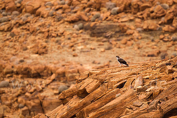 Habichtsadler (Aquila fasciata)