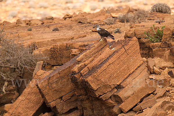 Habichtsadler (Aquila fasciata)