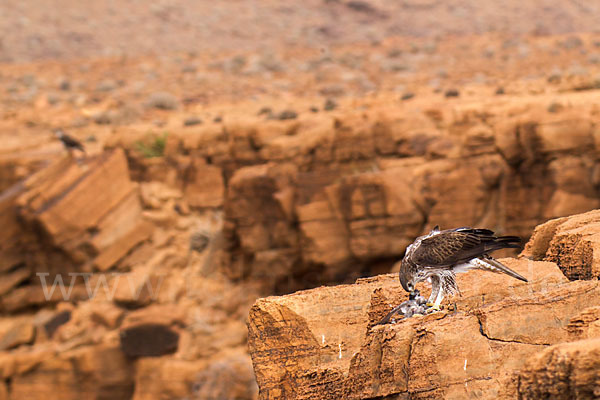 Habichtsadler (Aquila fasciata)