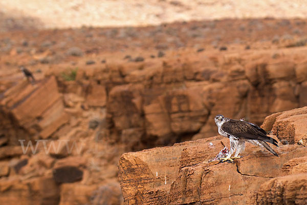 Habichtsadler (Aquila fasciata)