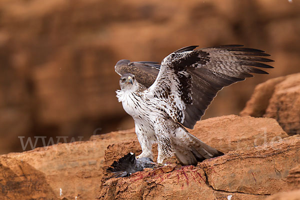 Habichtsadler (Aquila fasciata)