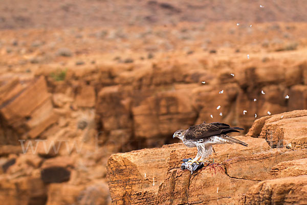 Habichtsadler (Aquila fasciata)