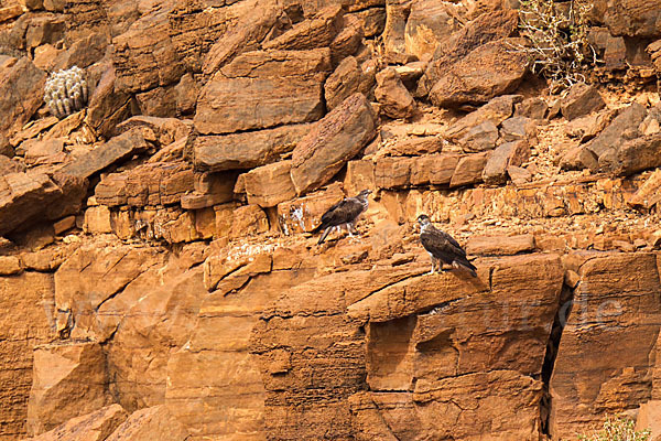 Habichtsadler (Aquila fasciata)