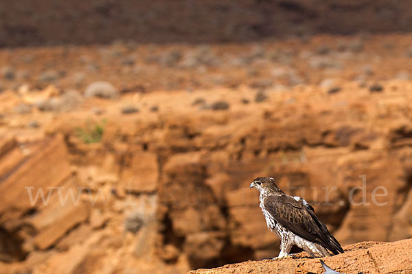 Habichtsadler (Aquila fasciata)