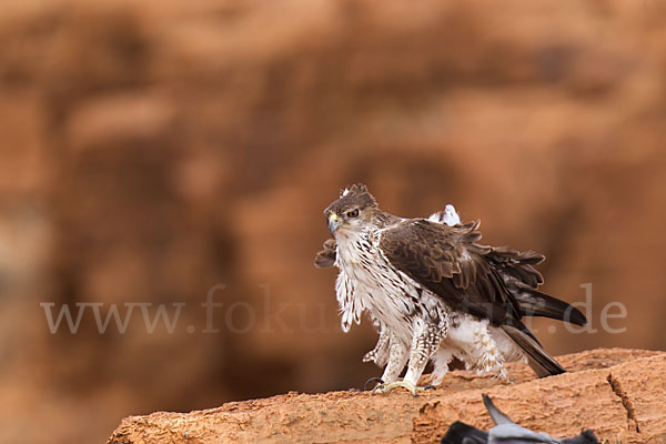 Habichtsadler (Aquila fasciata)