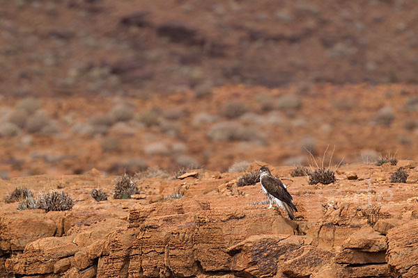 Habichtsadler (Aquila fasciata)