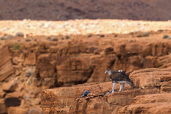 Habichtsadler (Aquila fasciata)