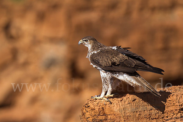 Habichtsadler (Aquila fasciata)