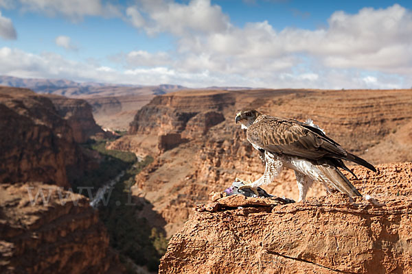 Habichtsadler (Aquila fasciata)