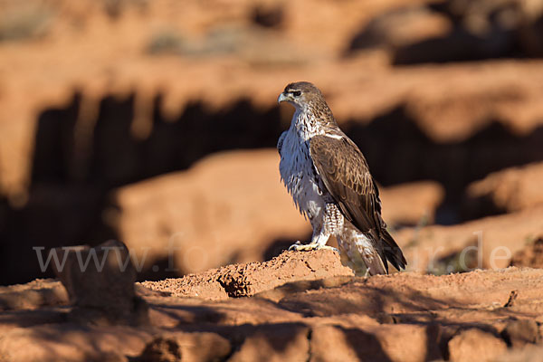 Habichtsadler (Aquila fasciata)