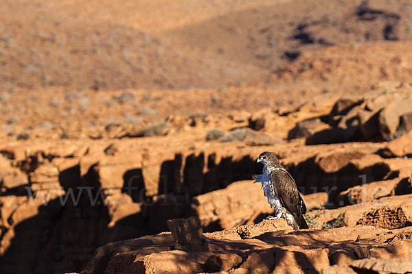 Habichtsadler (Aquila fasciata)