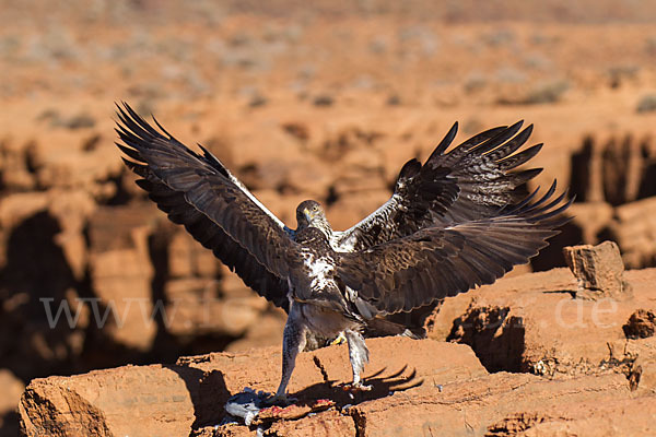 Habichtsadler (Aquila fasciata)