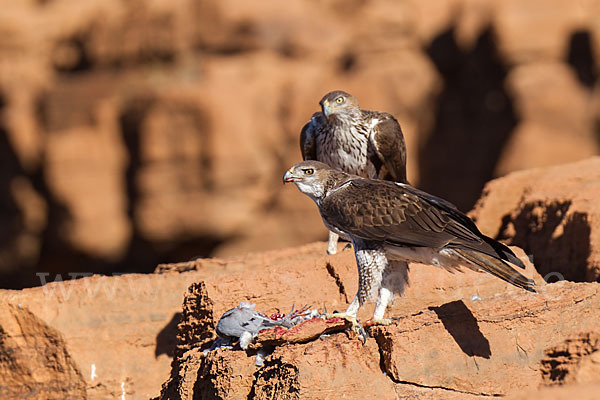 Habichtsadler (Aquila fasciata)