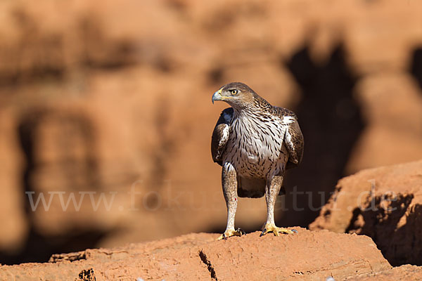 Habichtsadler (Aquila fasciata)