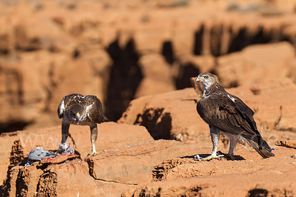 Habichtsadler (Aquila fasciata)