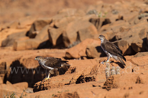 Habichtsadler (Aquila fasciata)