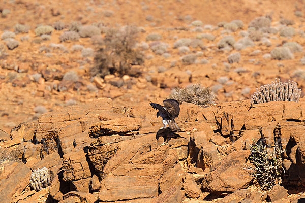 Habichtsadler (Aquila fasciata)